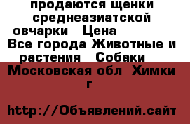 продаются щенки среднеазиатской овчарки › Цена ­ 30 000 - Все города Животные и растения » Собаки   . Московская обл.,Химки г.